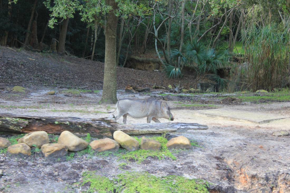 Disney's Animal Kingdom safari