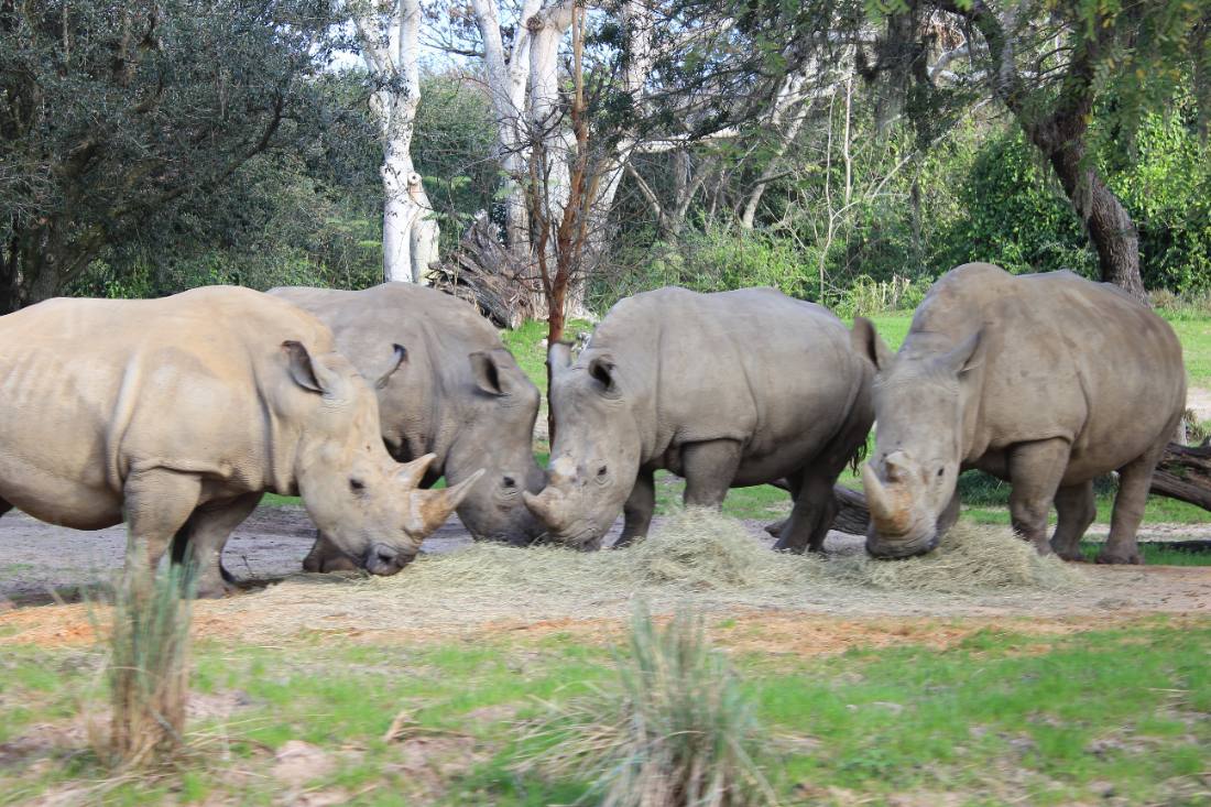 Disney's Animal Kingdom safari