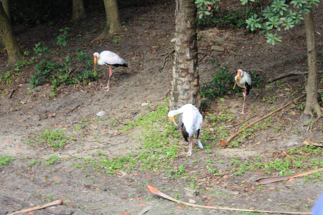 Disney's Animal Kingdom safari