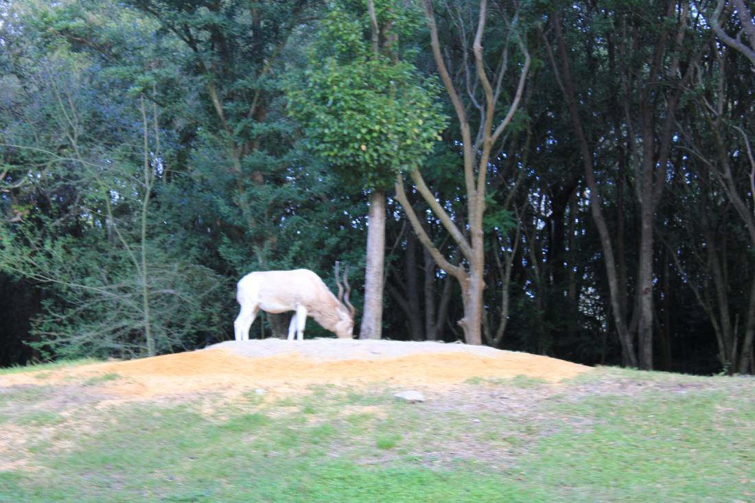 Disney's Animal Kingdom safari