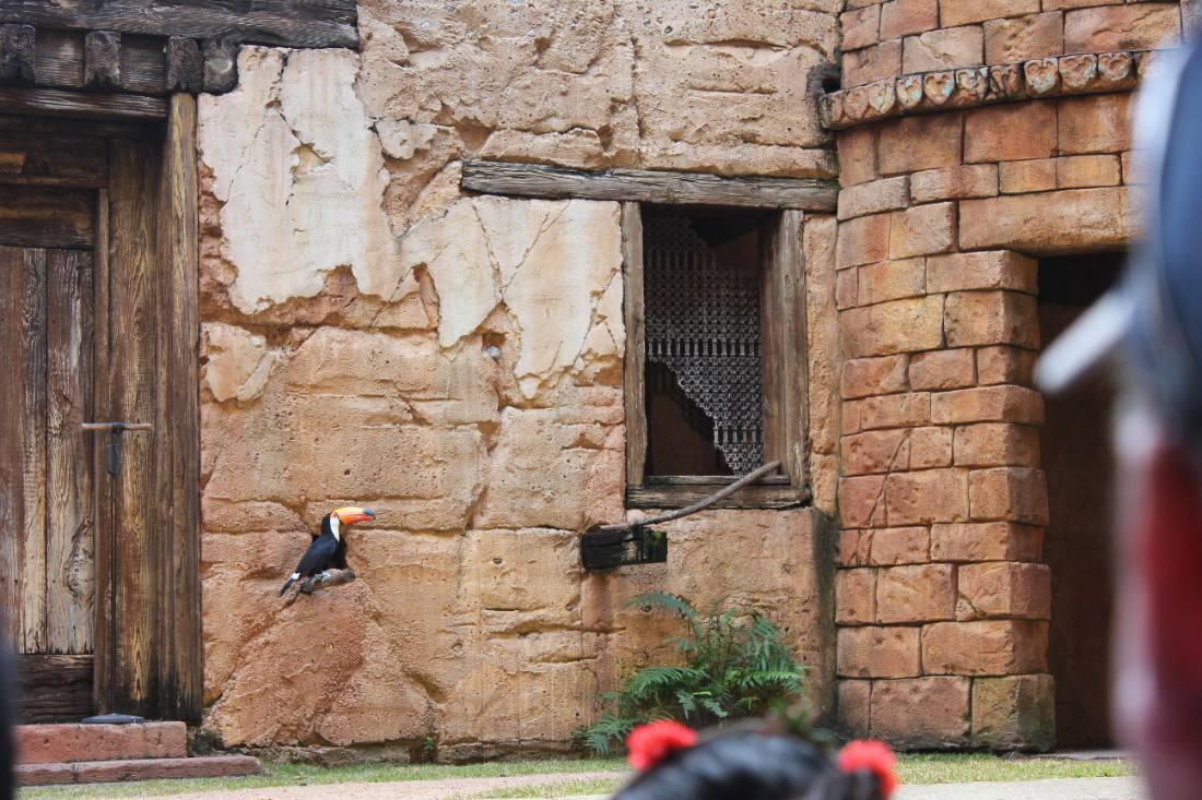 Animal Kingdom