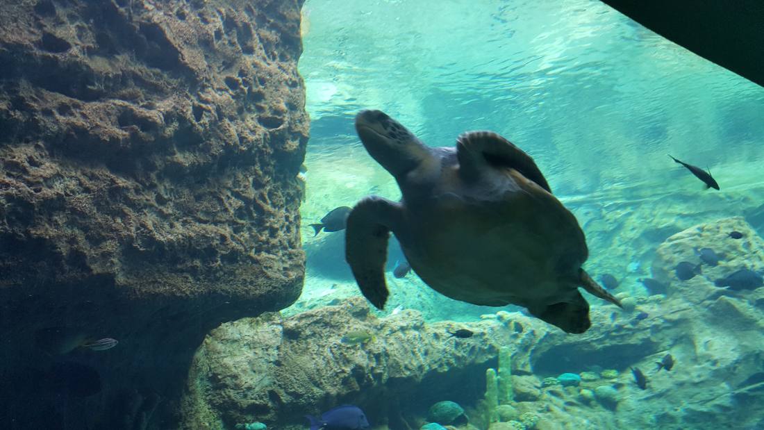 SeaWorld Orlando