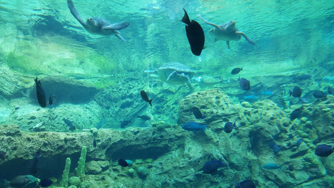 SeaWorld Orlando