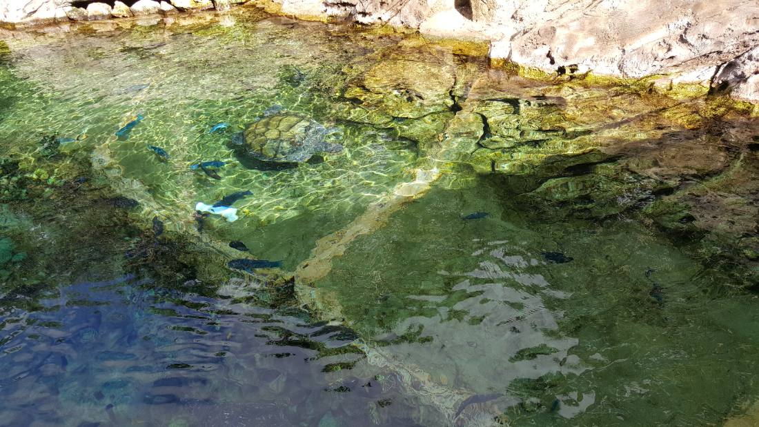 SeaWorld Orlando