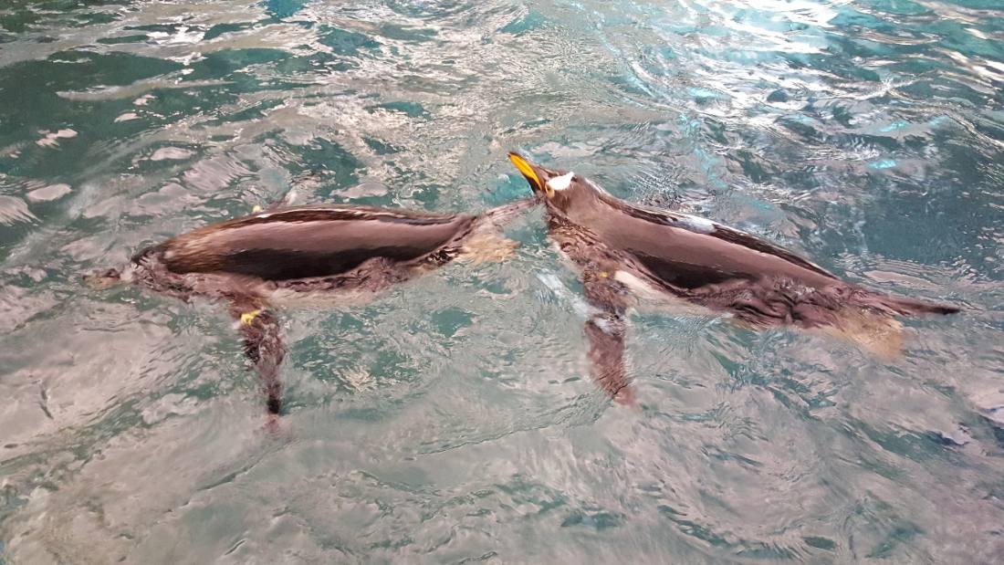 SeaWorld Orlando