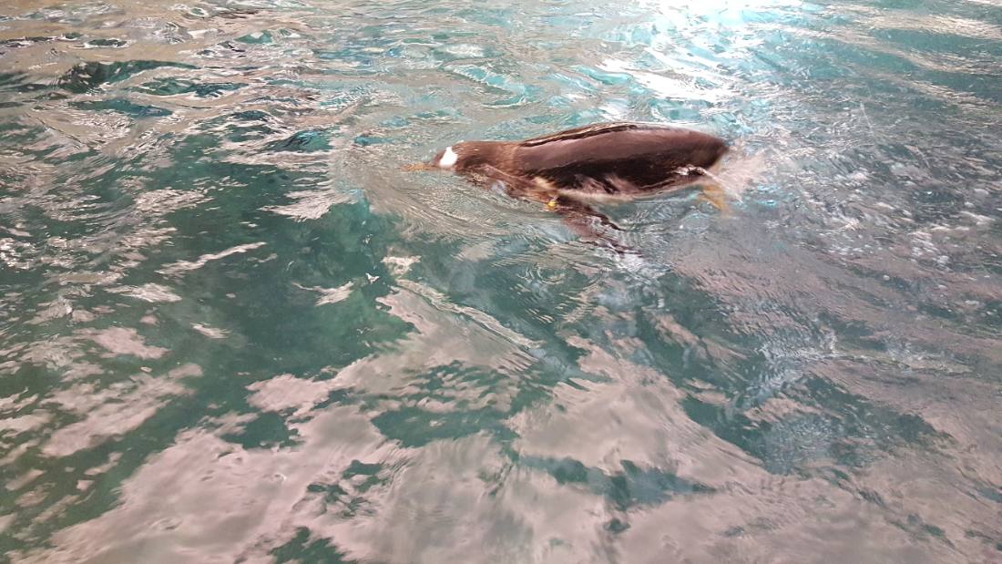 SeaWorld Orlando
