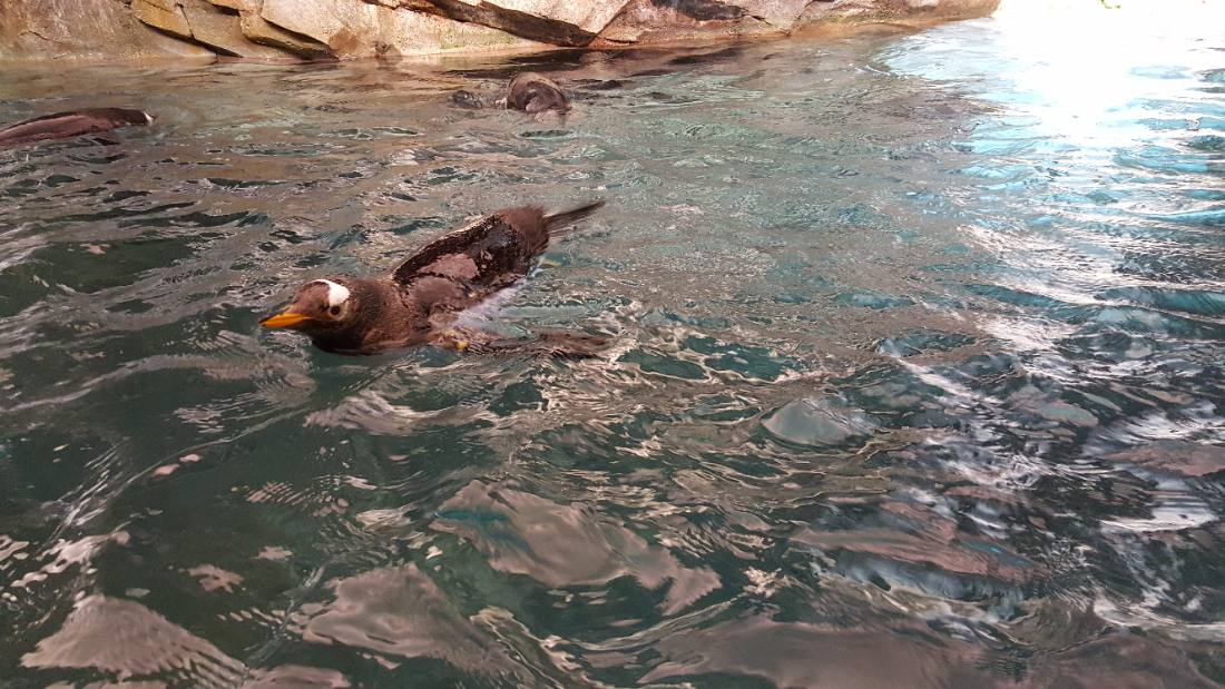 SeaWorld Orlando