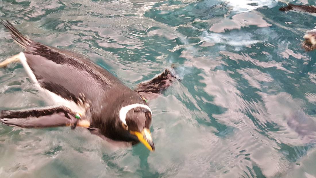 SeaWorld Orlando