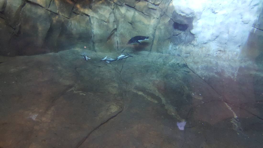 SeaWorld Orlando