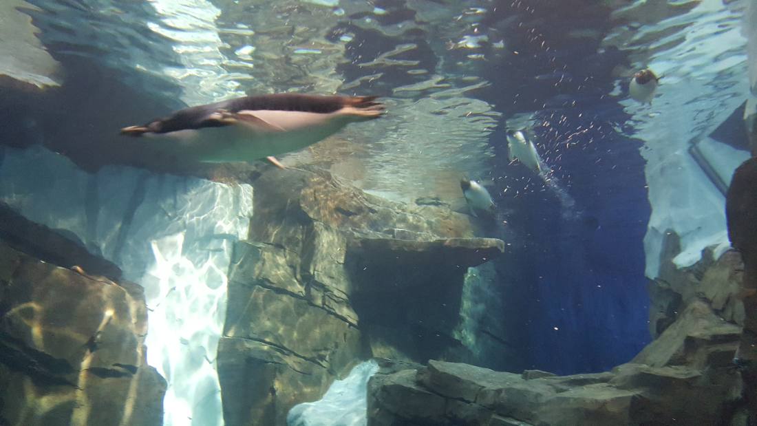 SeaWorld Orlando
