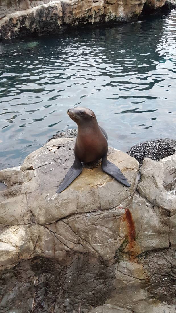 SeaWorld Orlando