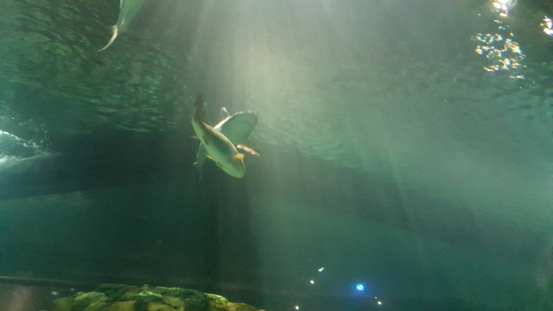 SeaWorld Orlando