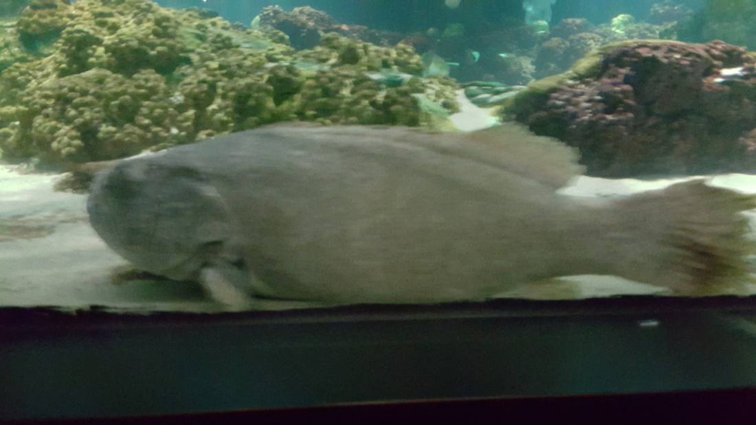 SeaWorld Orlando