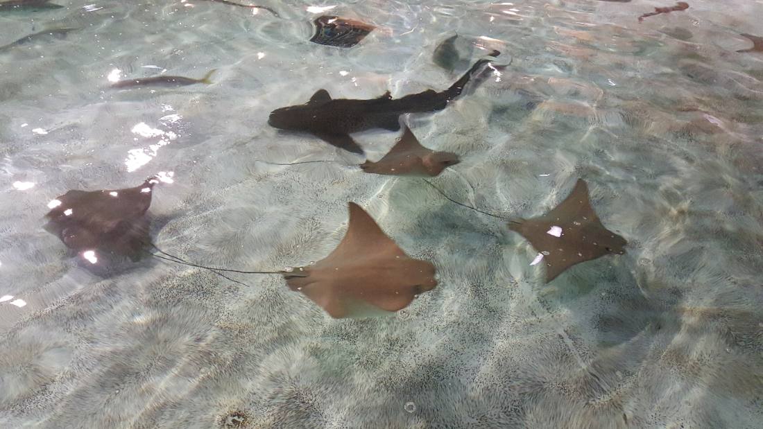 SeaWorld Orlando