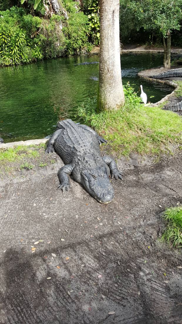 Gatorland & Busch Gardens Tampa
