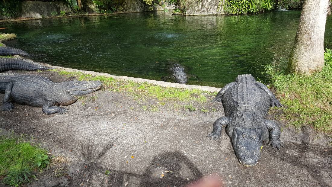 Gatorland & Busch Gardens Tampa