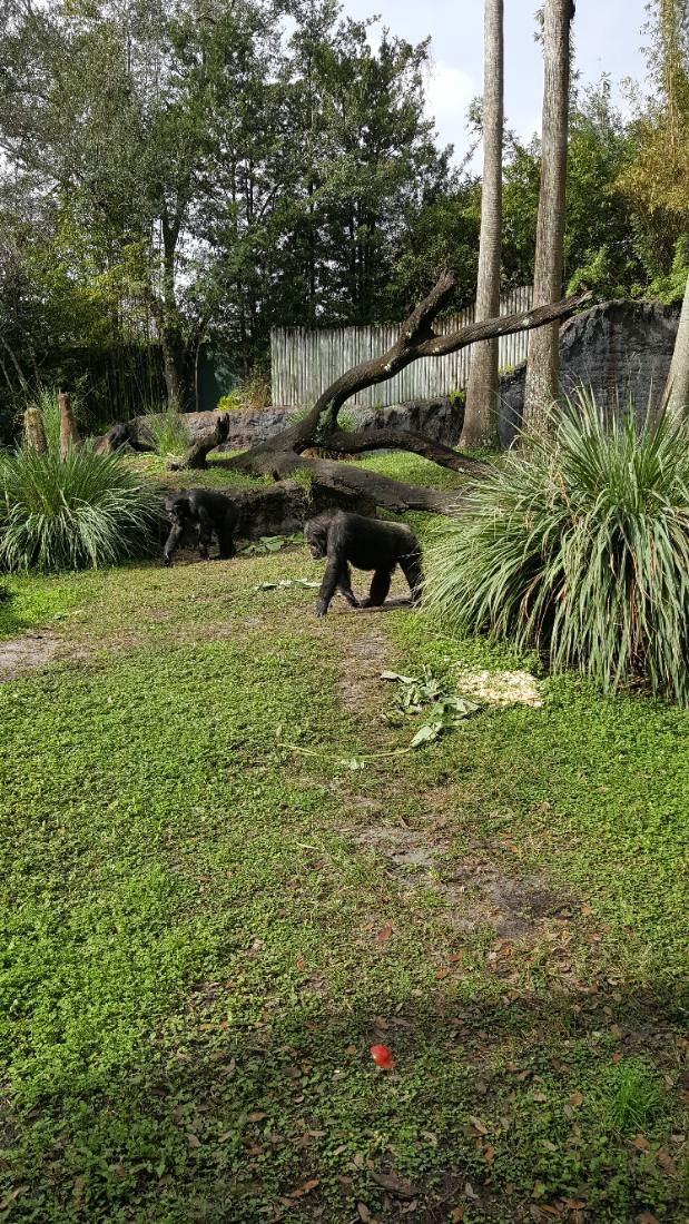 Gatorland & Busch Gardens Tampa