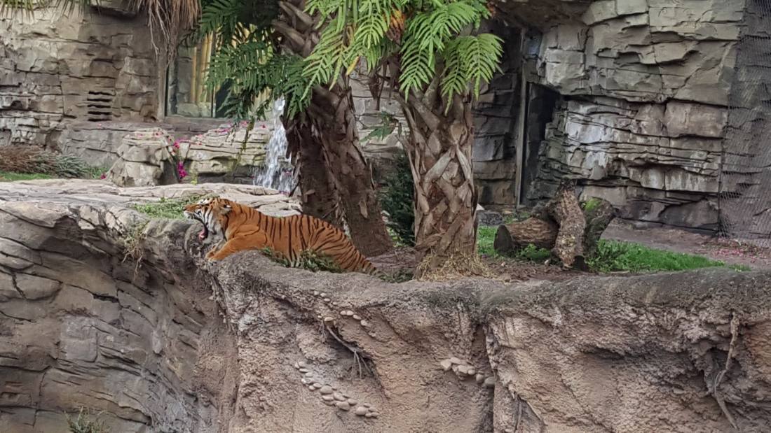 Gatorland & Busch Gardens Tampa