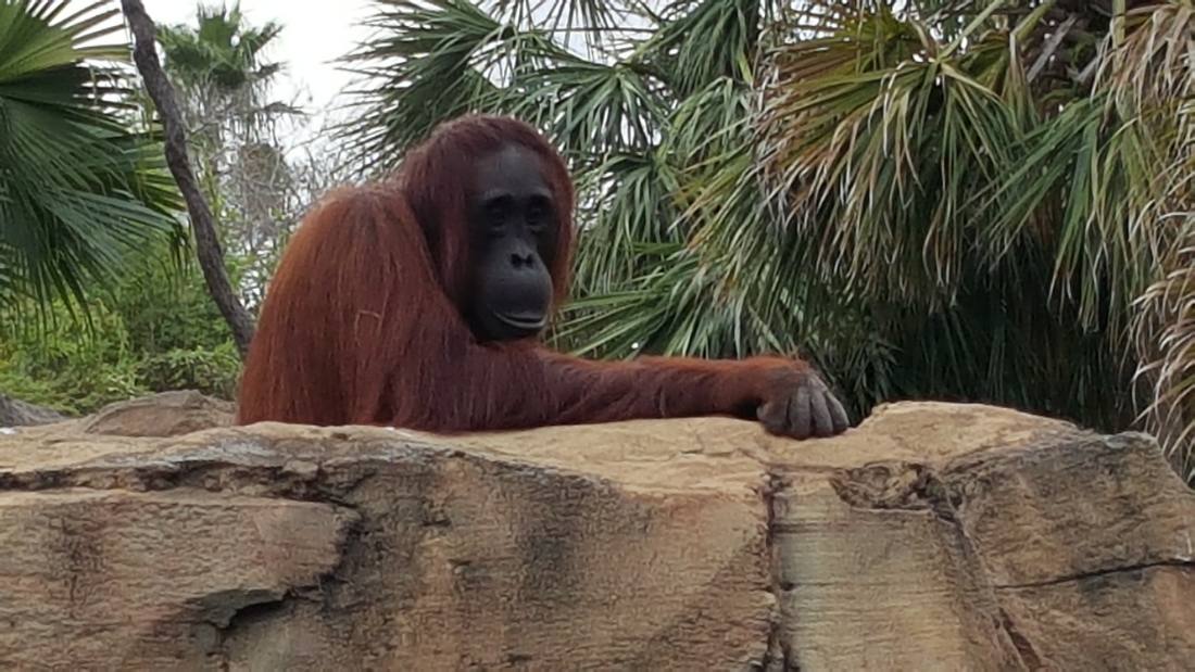 Gatorland & Busch Gardens Tampa
