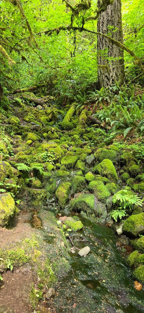 Silver Falls & Portland