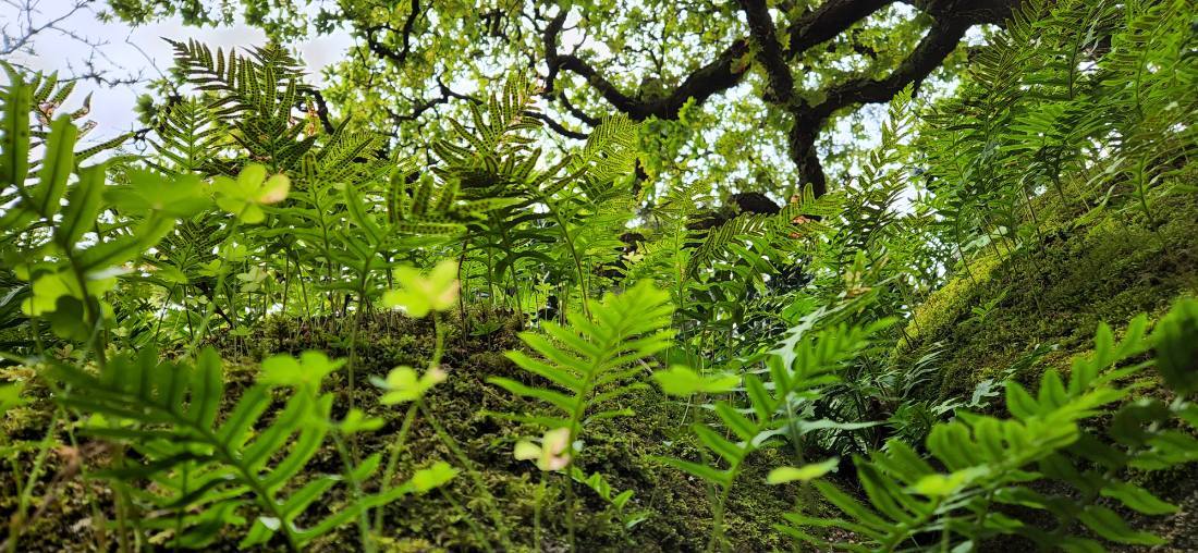 Sintra — Pena Palace & the Regaleira