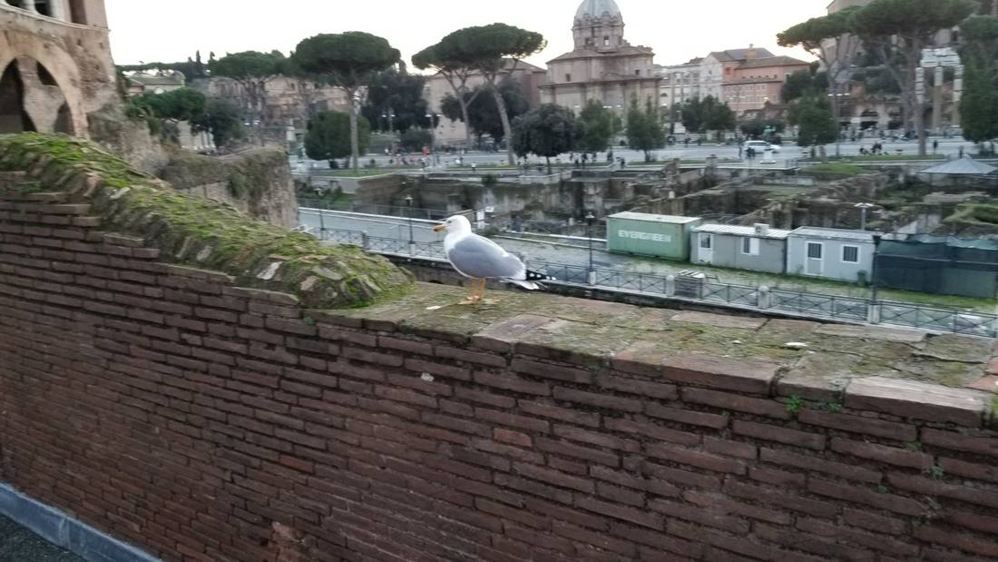 The Forum & the Colosseum