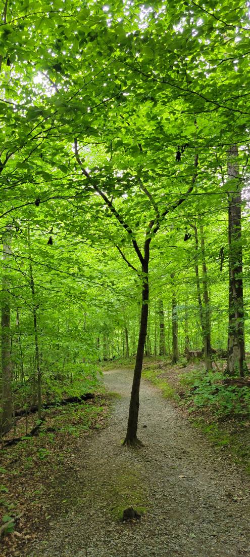 Forest Trails & Canyons