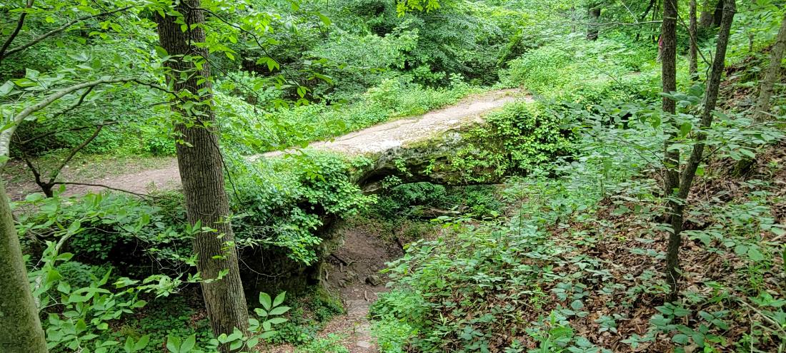Forest Trails & Canyons