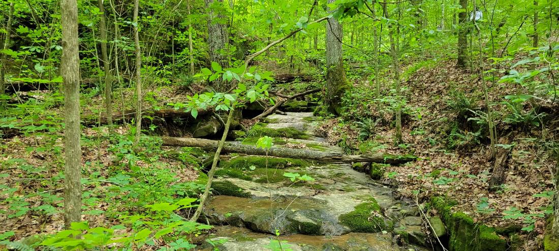 Forest Trails & Canyons