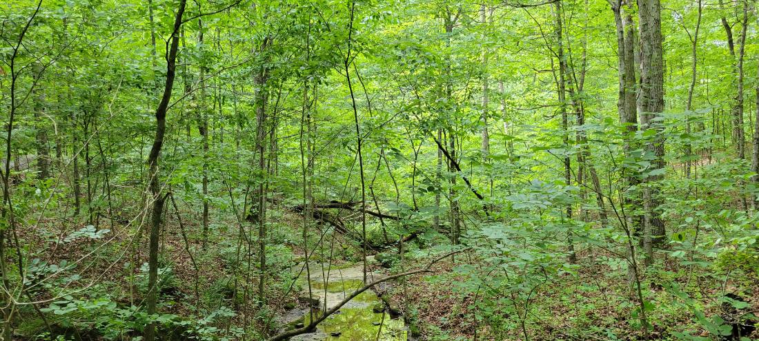 Forest Trails & Canyons