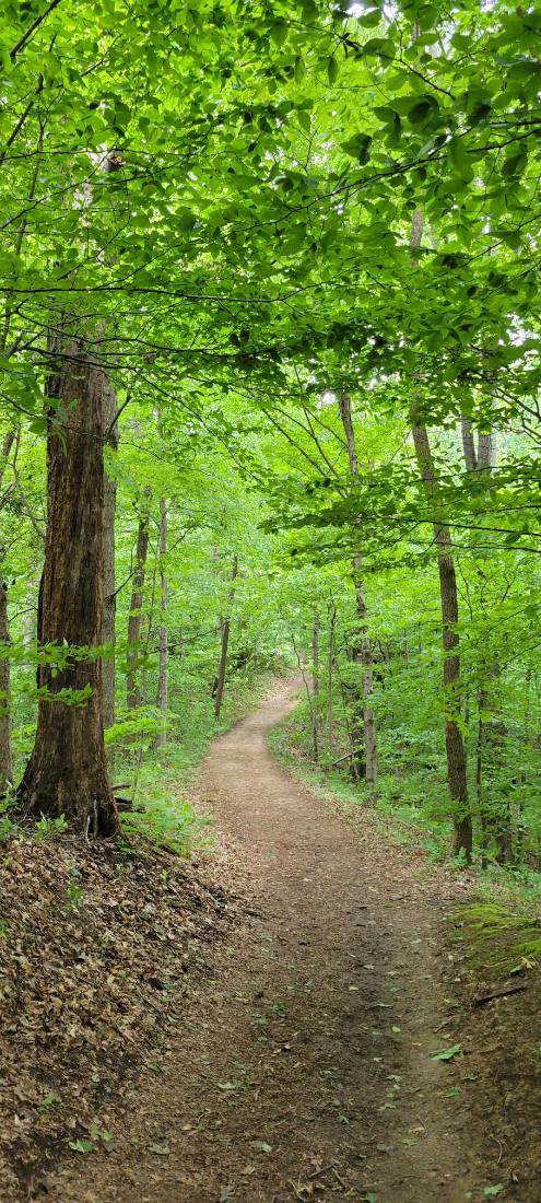Forest Trails & Canyons