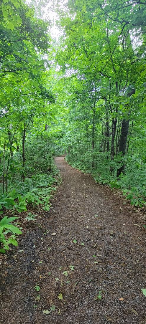 Forest Trails & Canyons