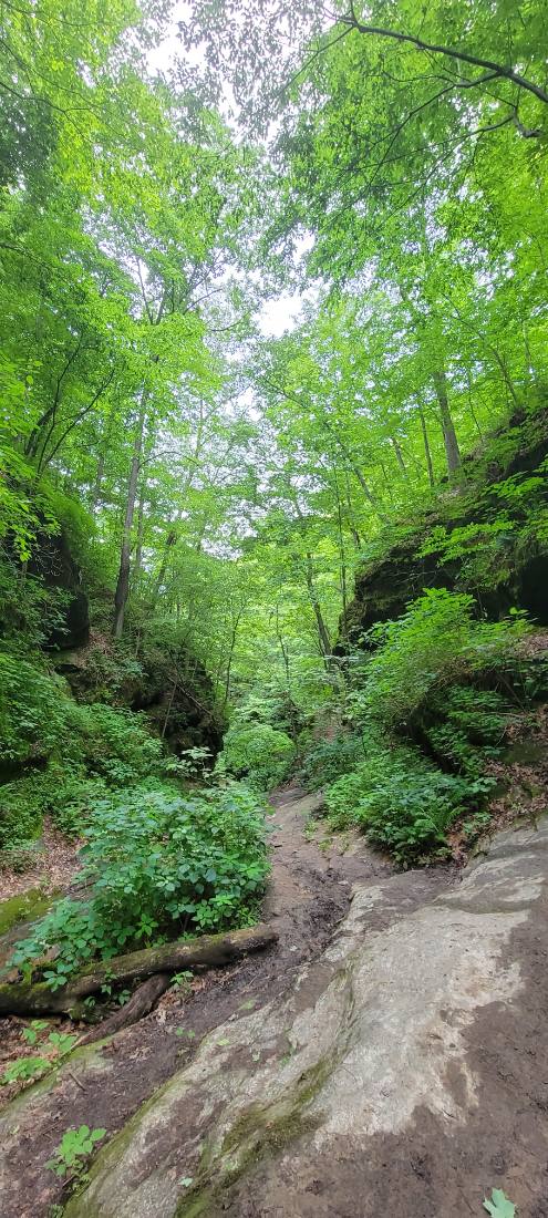 Forest Trails & Canyons