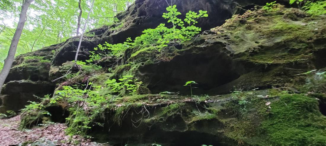Forest Trails & Canyons
