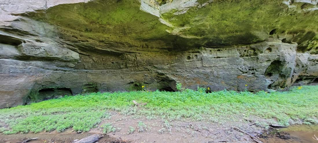 Forest Trails & Canyons