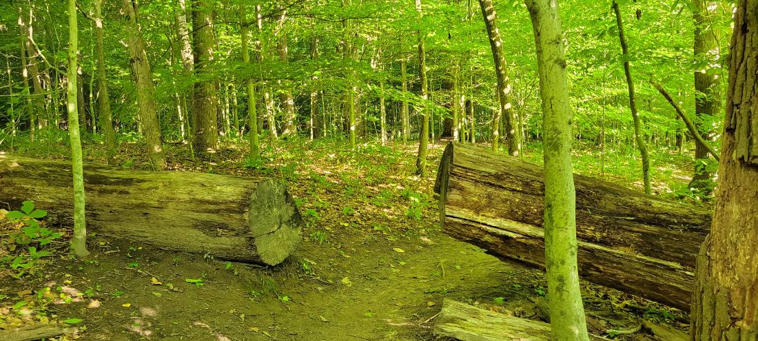 Forest Trails & Canyons