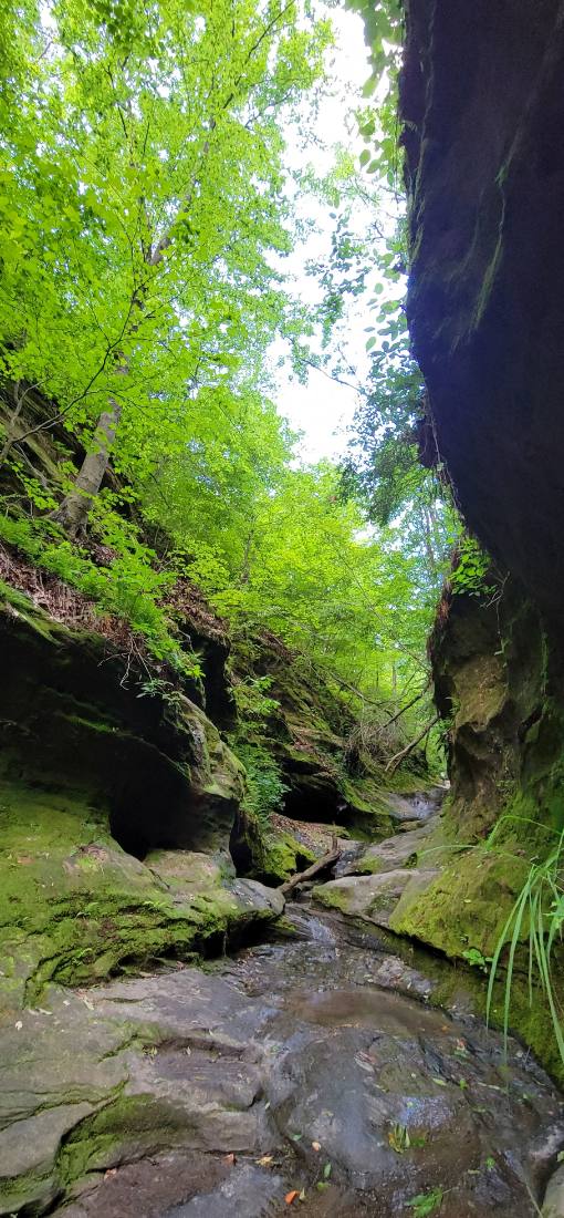Forest Trails & Canyons