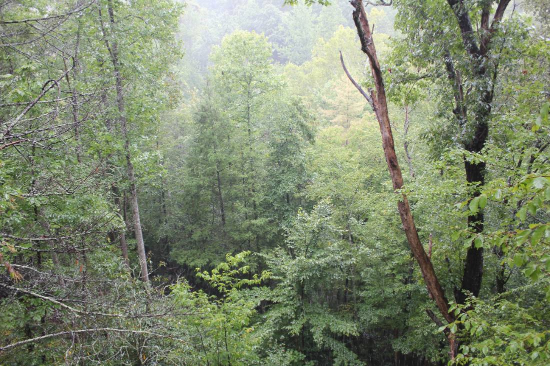Into the Great Smoky Mountains