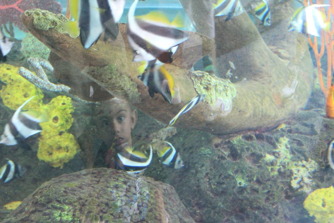Ripley's Aquarium of the Smokies