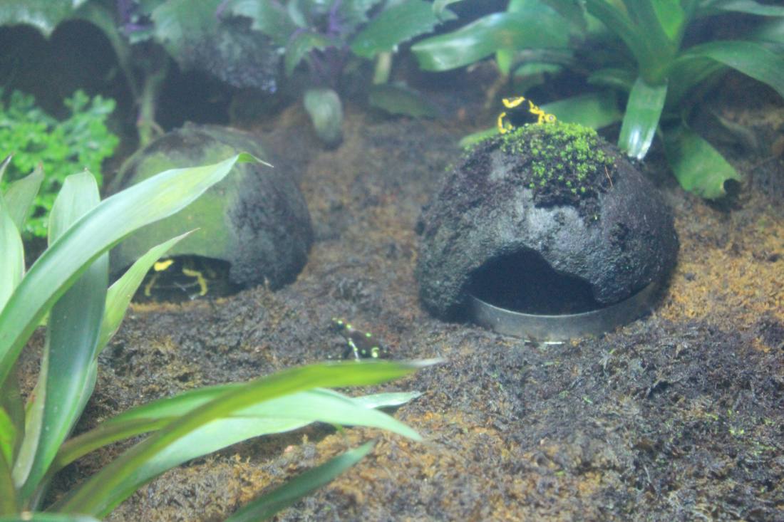 Ripley's Aquarium of the Smokies
