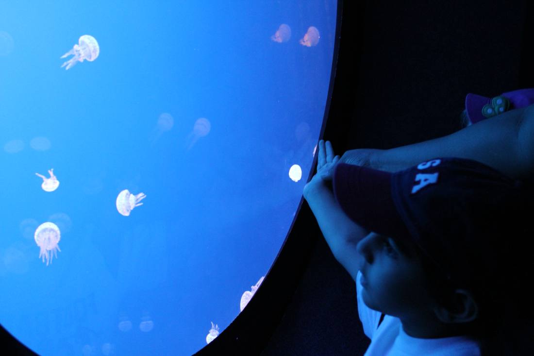 Ripley's Aquarium of the Smokies