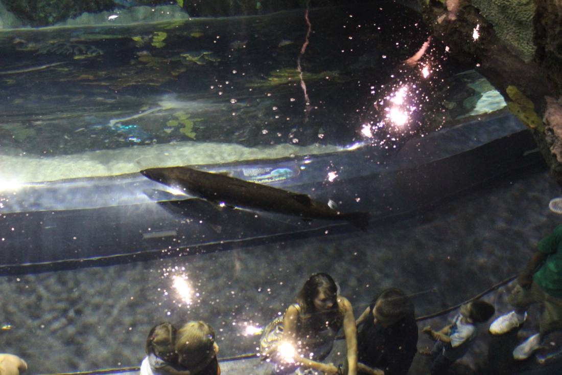 Ripley's Aquarium of the Smokies