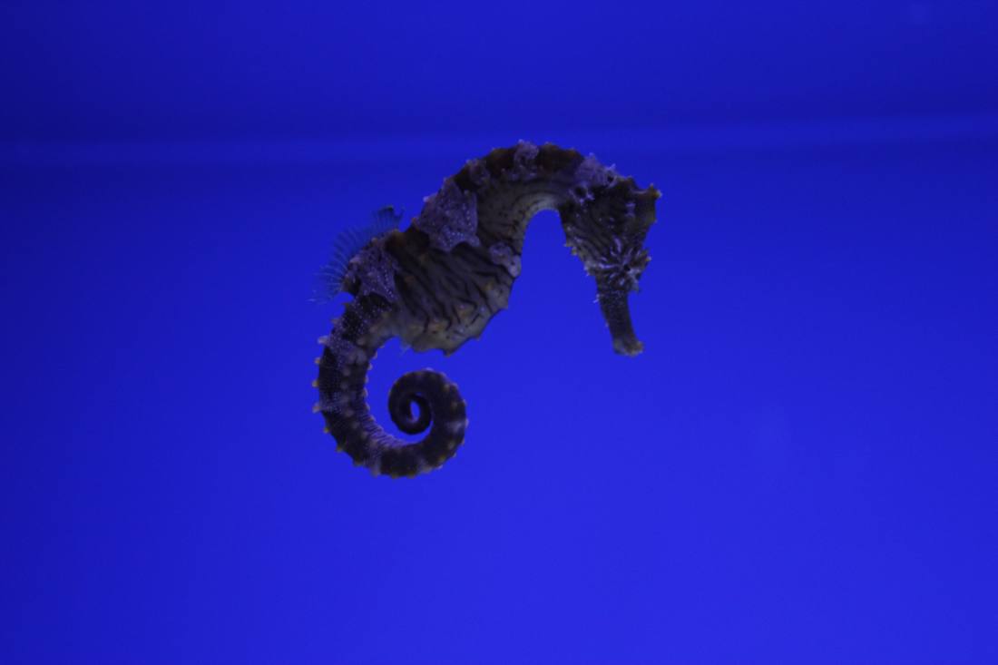 Ripley's Aquarium of the Smokies