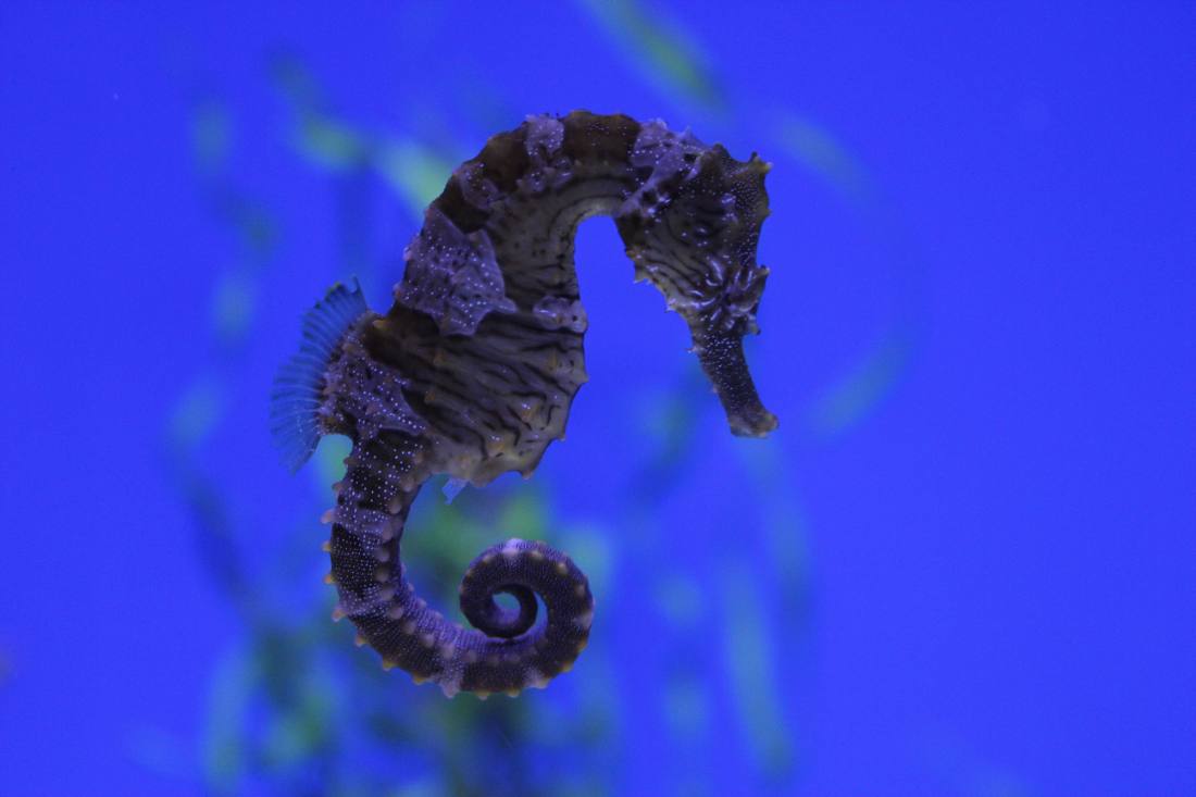 Ripley's Aquarium of the Smokies