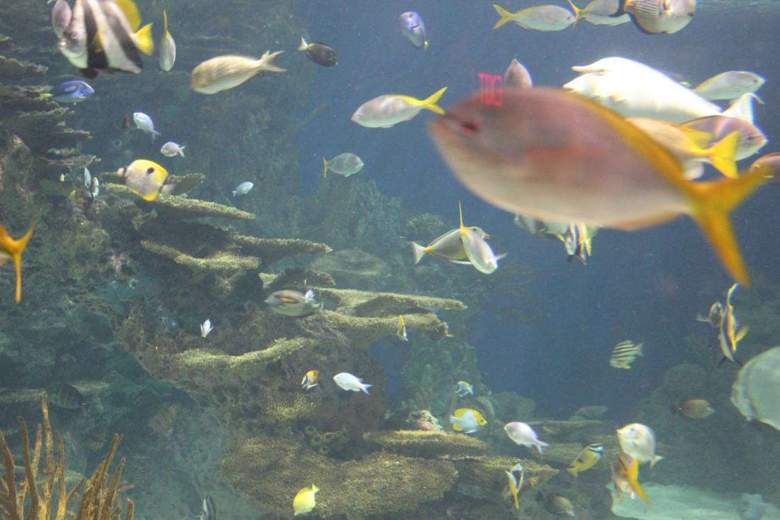 Ripley's Aquarium of the Smokies