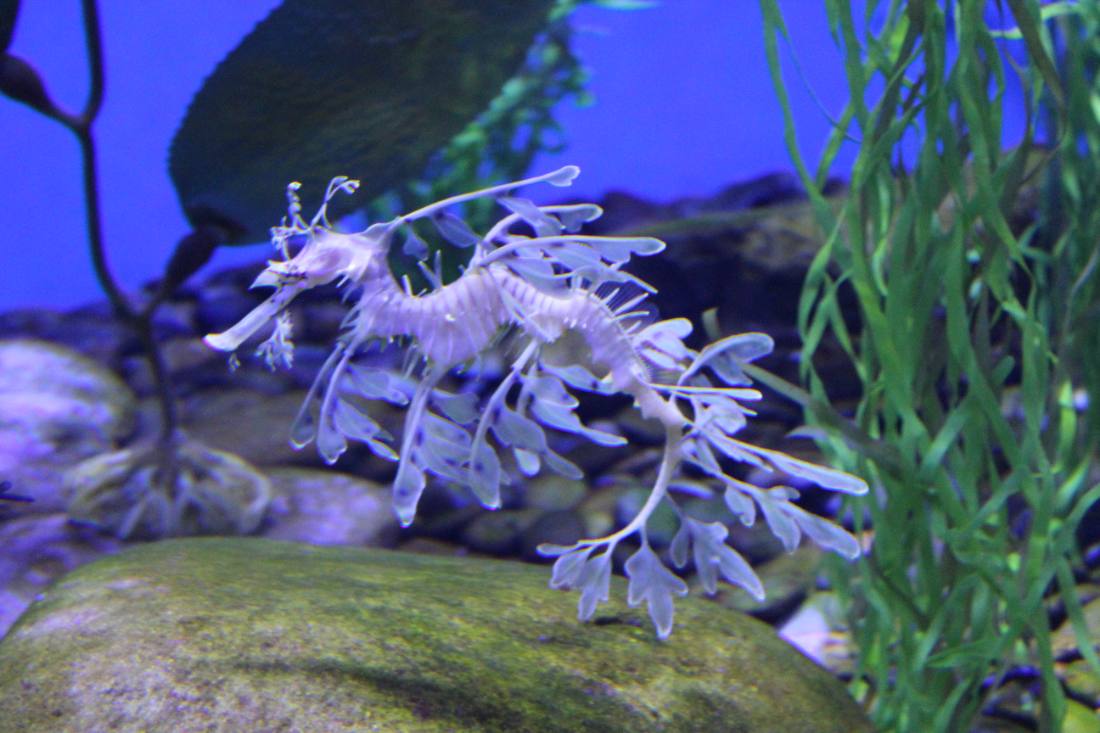 Ripley's Aquarium of the Smokies