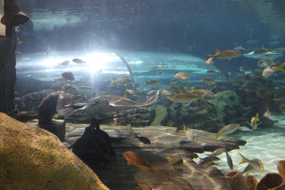 Ripley's Aquarium of the Smokies