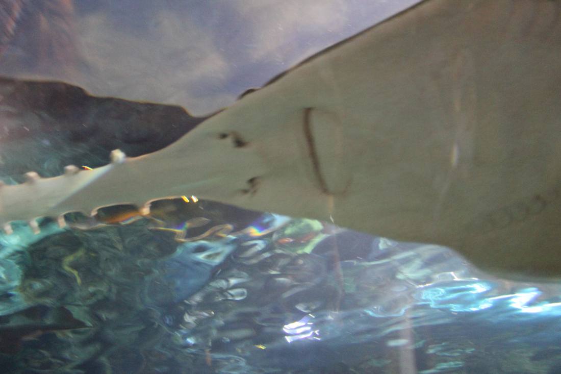 Ripley's Aquarium of the Smokies