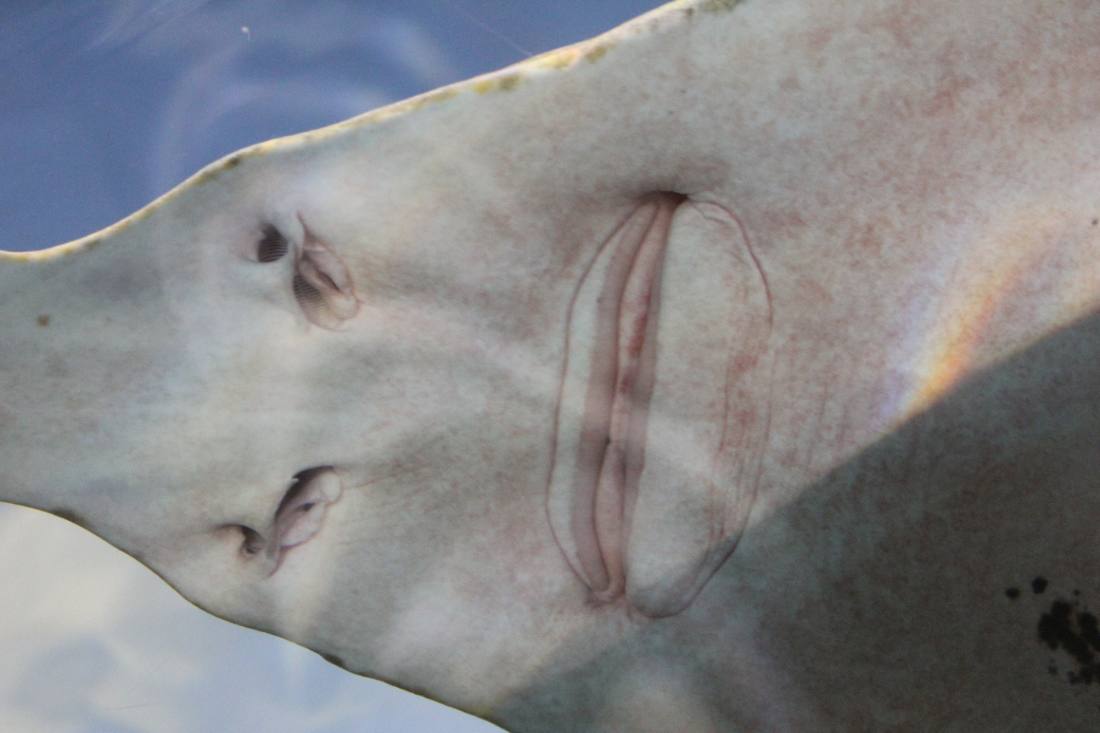 Ripley's Aquarium of the Smokies