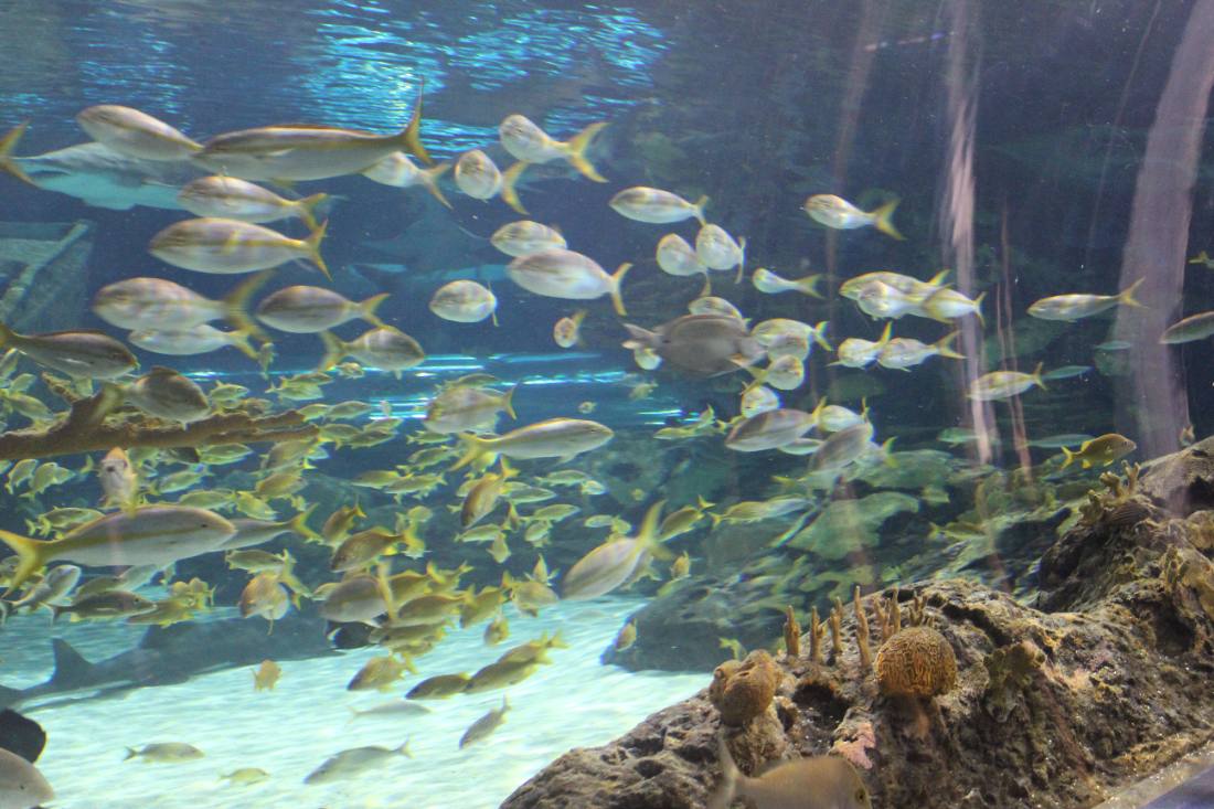 Ripley's Aquarium of the Smokies